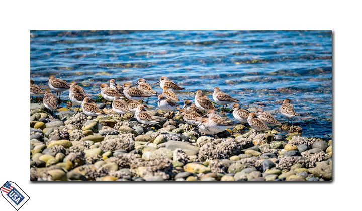 Shoreline Flock - Nature’s Harmony Wall Art
