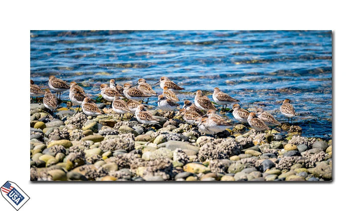 Shoreline Flock - Nature’s Harmony Wall Art