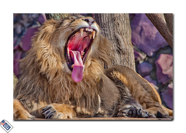 King's Roar - Wildlife Photography