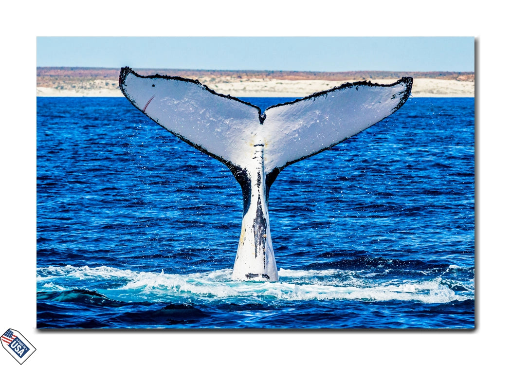 Majestic Whale Tail - Oceanic Elegance Wall Art