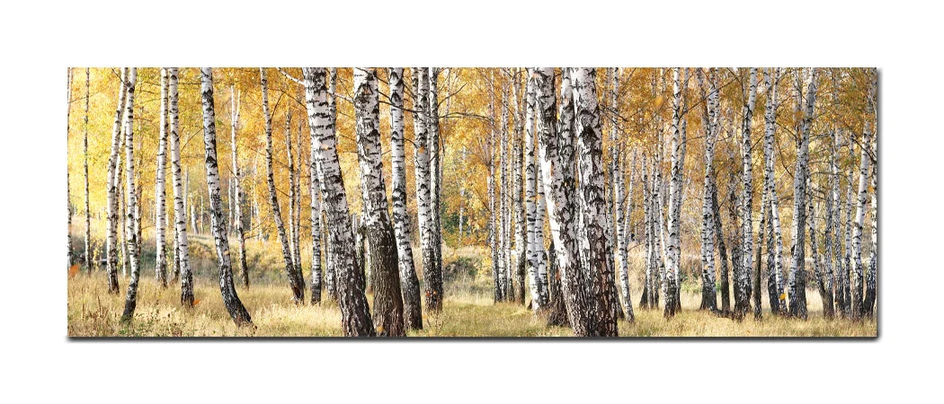 Golden Grove - Autumn Birch Forest