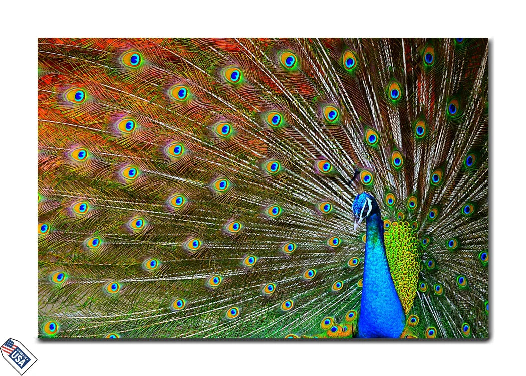 Majestic Display - The Vibrant Elegance of a Peacock