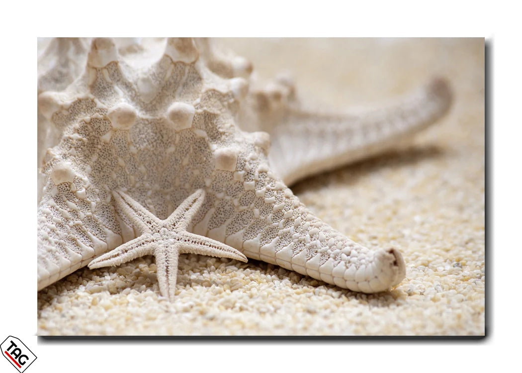 Starfish Elegance - Nature's Design