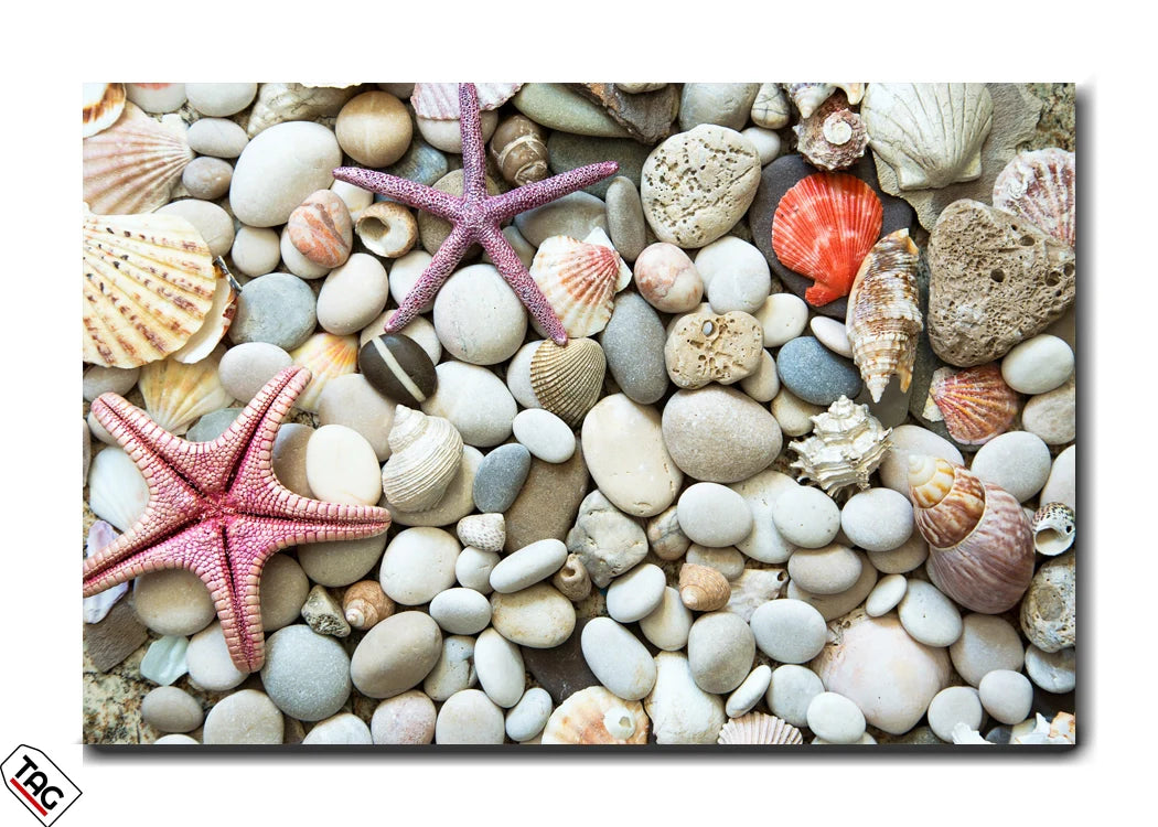 Beach Treasures - Starfish and Shells