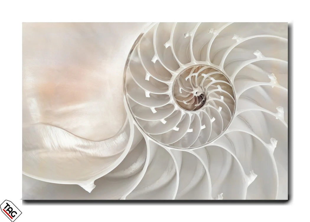 Nautilus Elegance - The Art of Nature