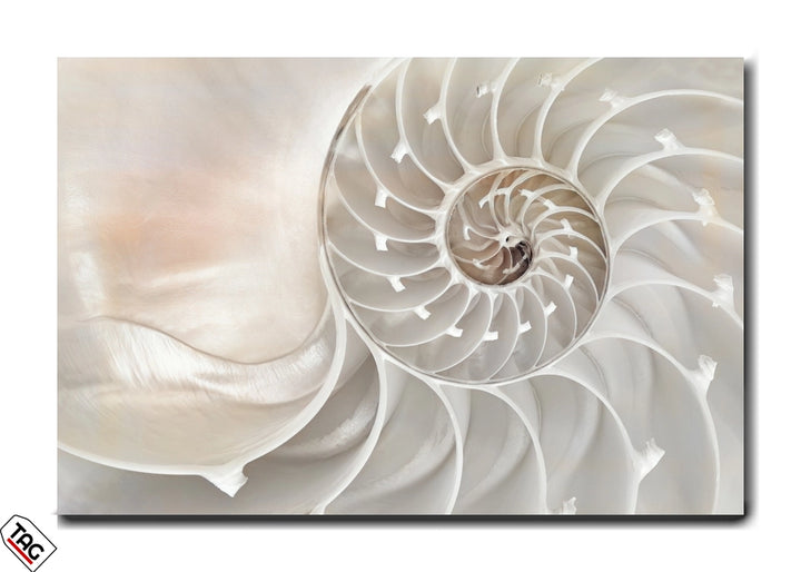 Nautilus Elegance - The Art of Nature