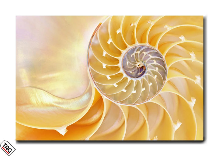 Golden Spiral - Nature's Perfect Design
