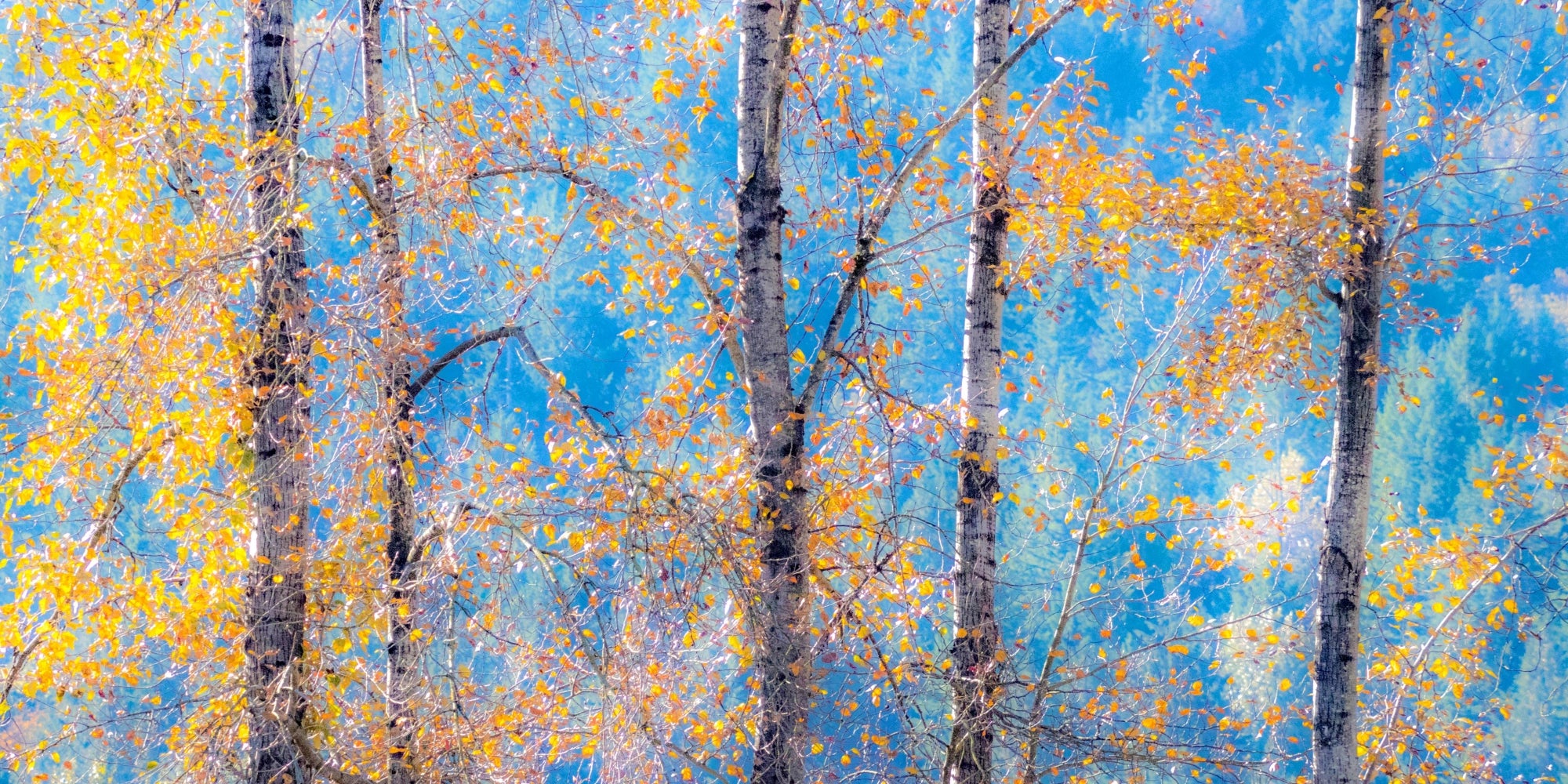 Golden Tranquility - Autumn Birch Glow