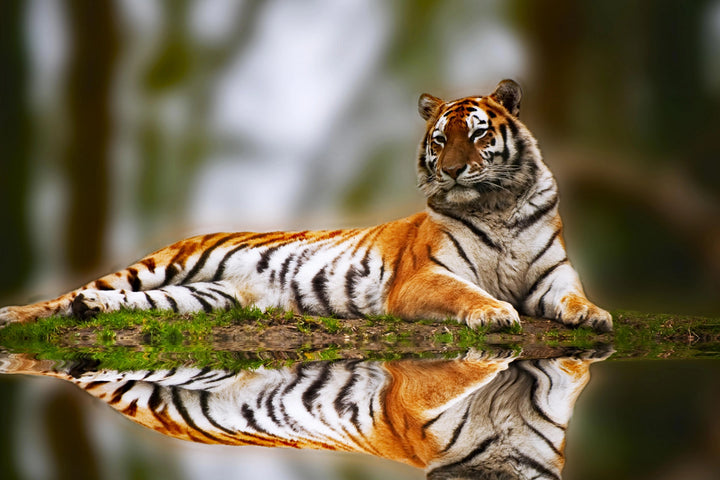 Majestic Reflection - The Resting Tiger