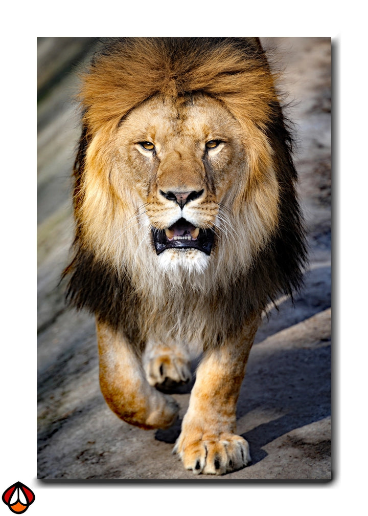 Majestic Walk - The Dominant Lion