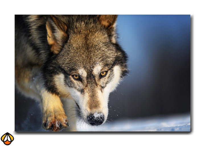 Stealth in Snow - The Focused Wolf