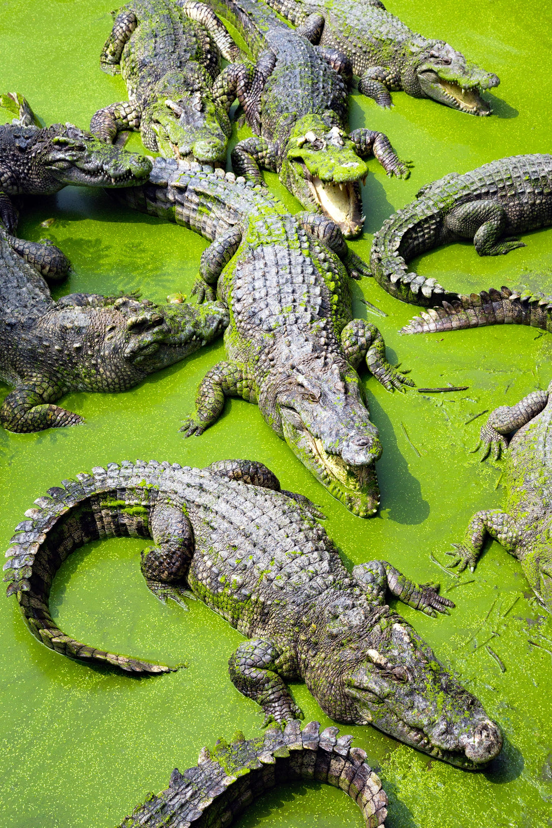 Crocodile Lagoon - Nature’s Predators