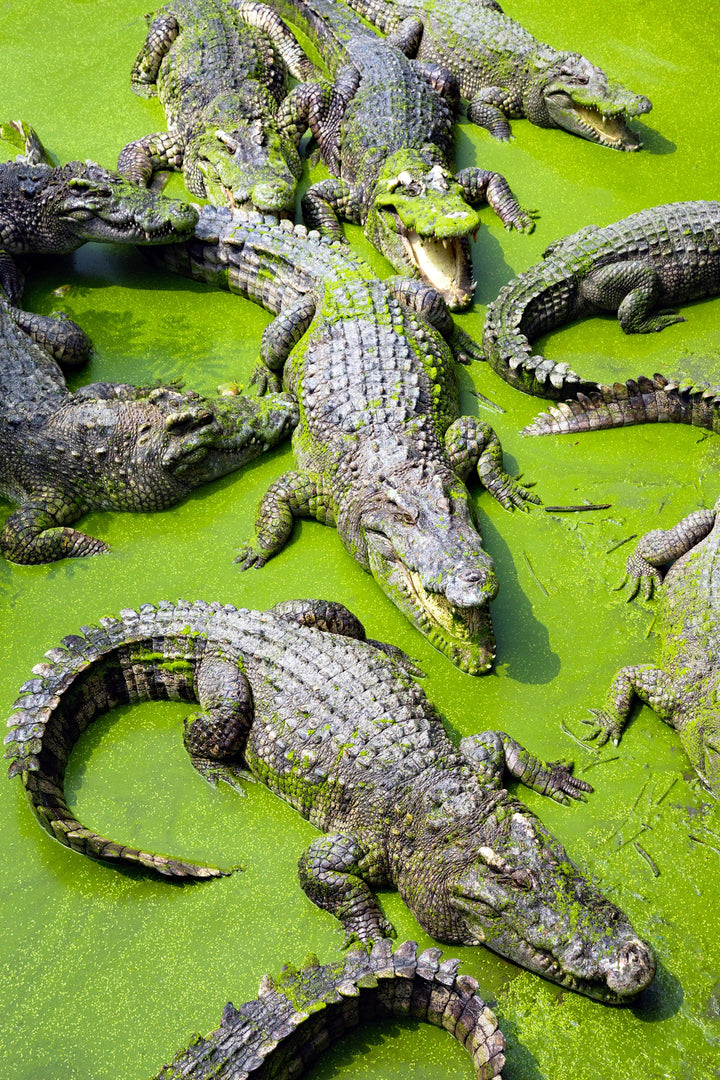 Crocodile Lagoon - Nature’s Predators