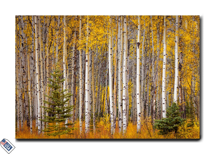 Golden Aspens - Nature's Symphony of Autumn
