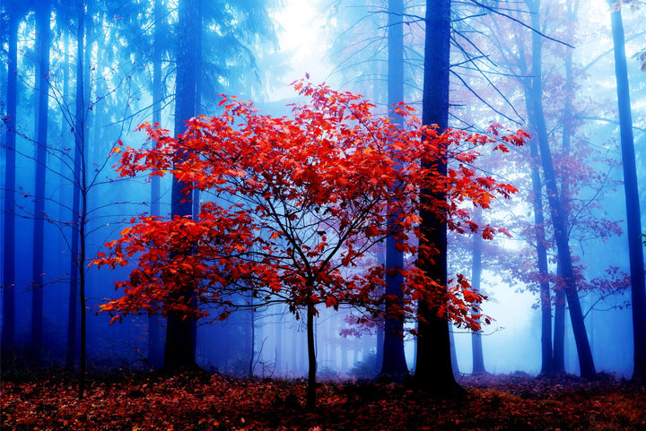 Mystical Redwood - Premium Wall Art