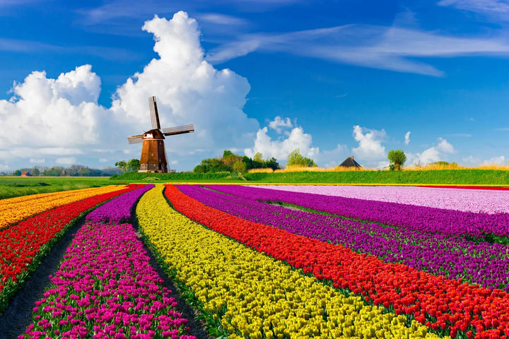 Vibrant Tulip Fields - Premium Wall Art