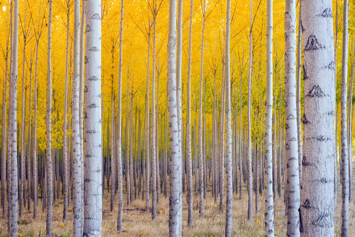 Golden Birch Grove - Premium Wall Art