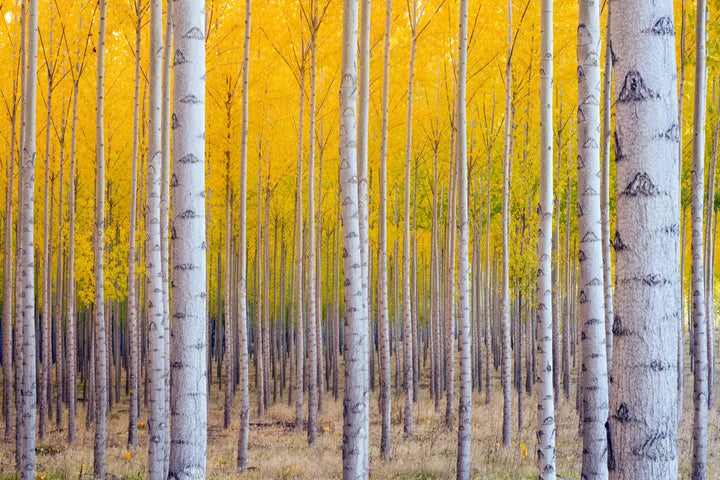 Golden Birch Grove - Premium Wall Art