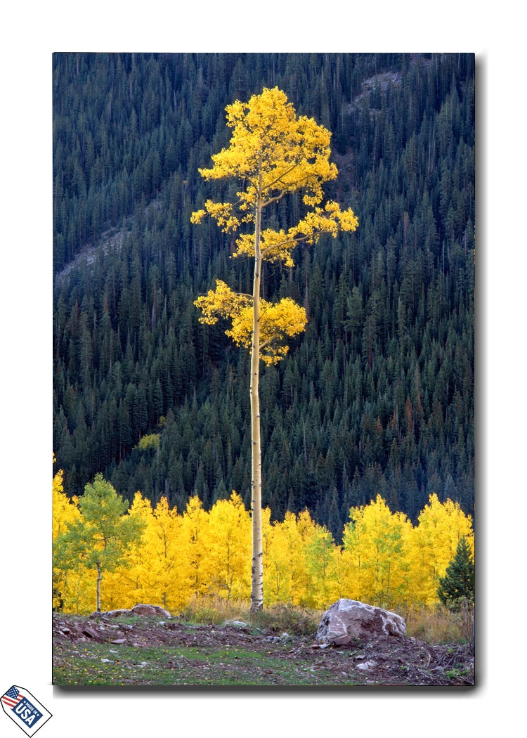 Golden Aspens - Premium Wall Art