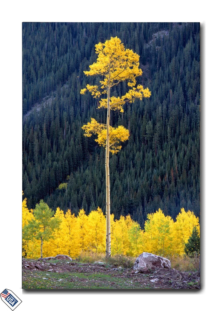 Golden Aspens - Premium Wall Art