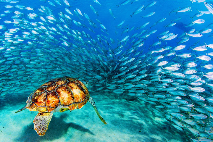 Turtle Among the Swarm - Underwater Wall Art