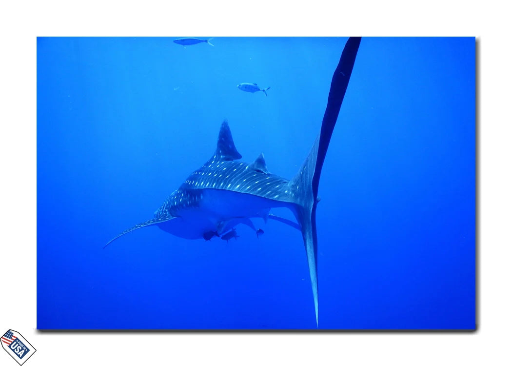 Graceful Whale Shark - Underwater Serenity Wall Art