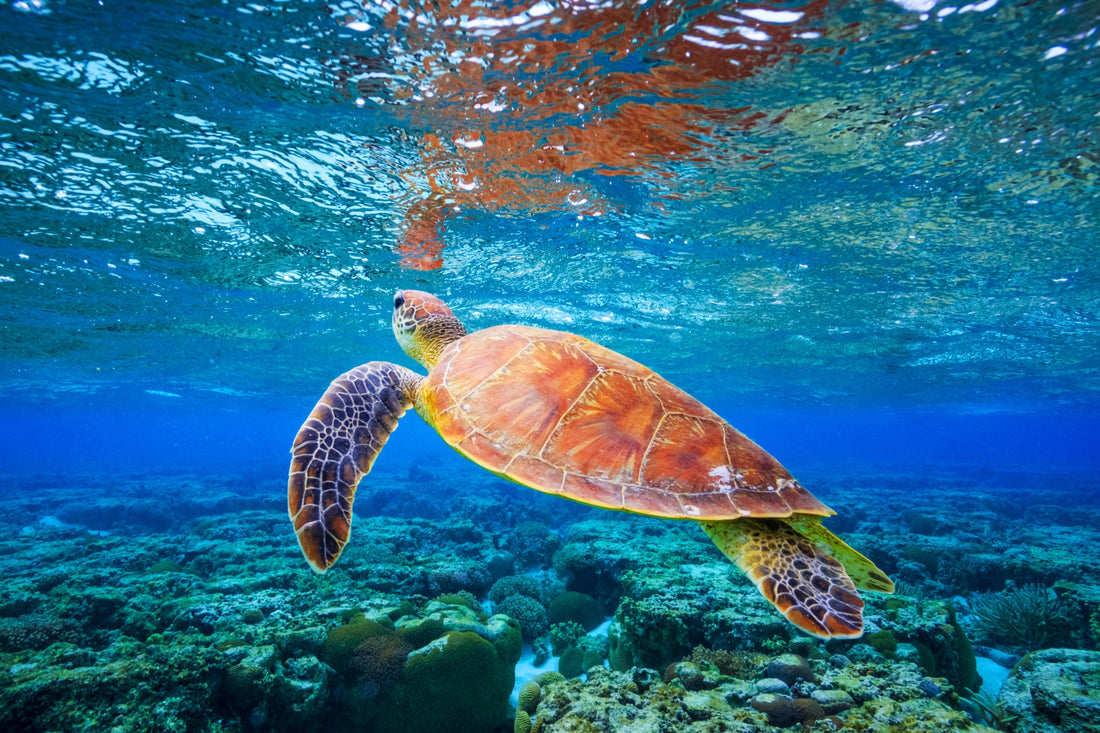 Graceful Sea Turtle - Serene Ocean Wall Art