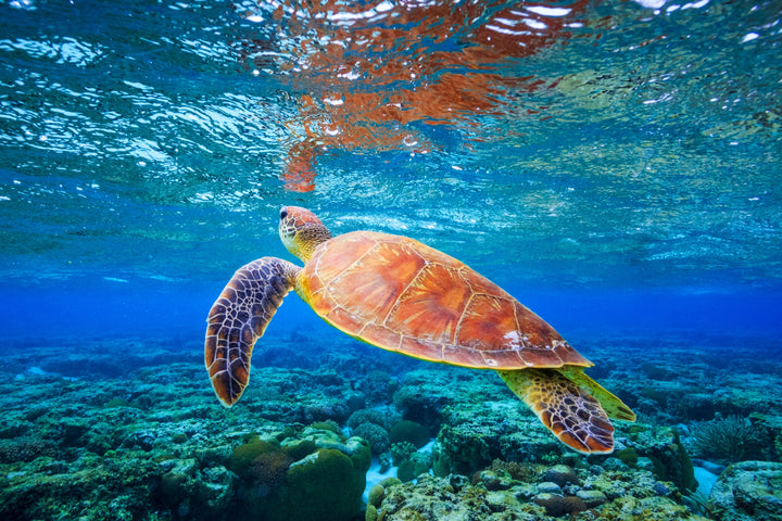 Graceful Sea Turtle - Serene Ocean Wall Art