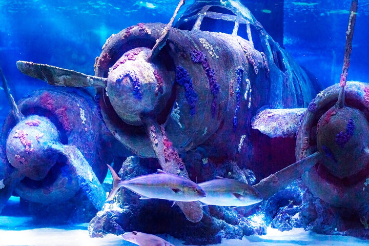 Submerged Legends - Underwater Plane Wreck Wall Art