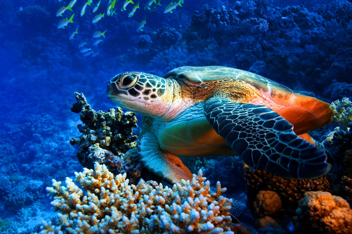 Majestic Sea Turtle - Coral Reef Explorer Wall Art