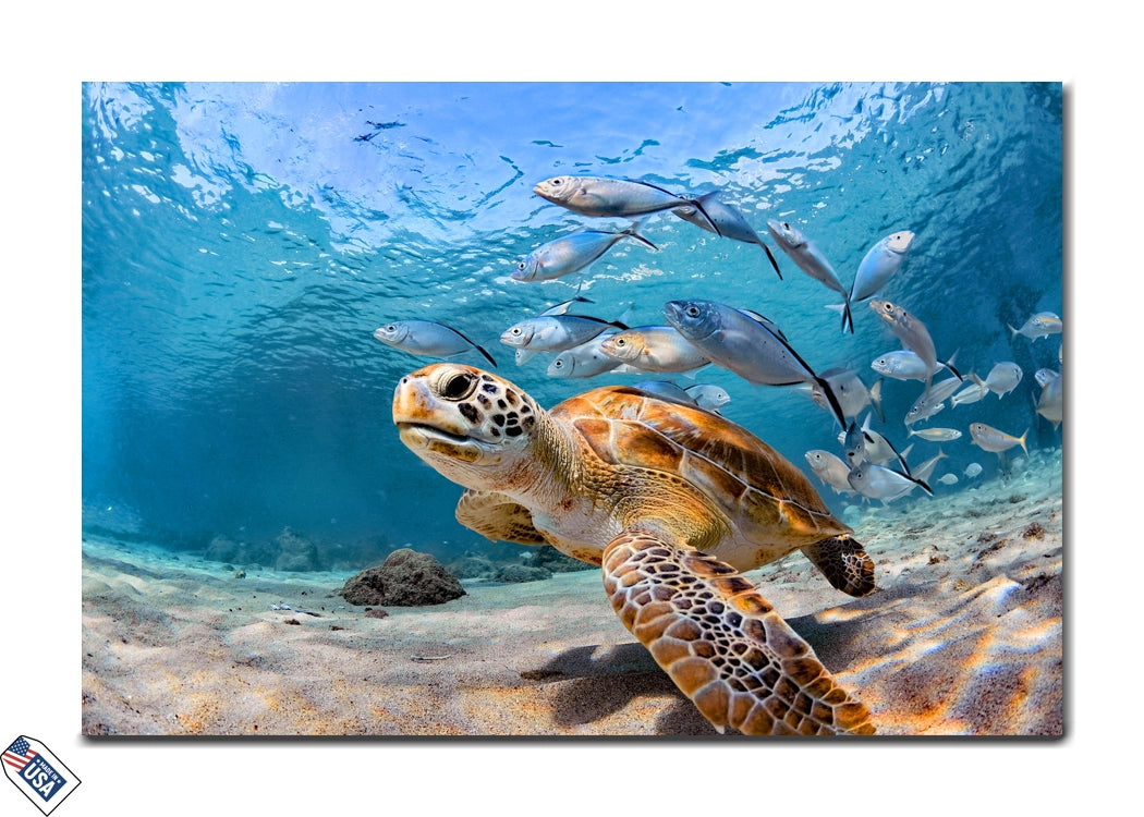 Marine Majesty - Graceful Sea Turtle Wall Art