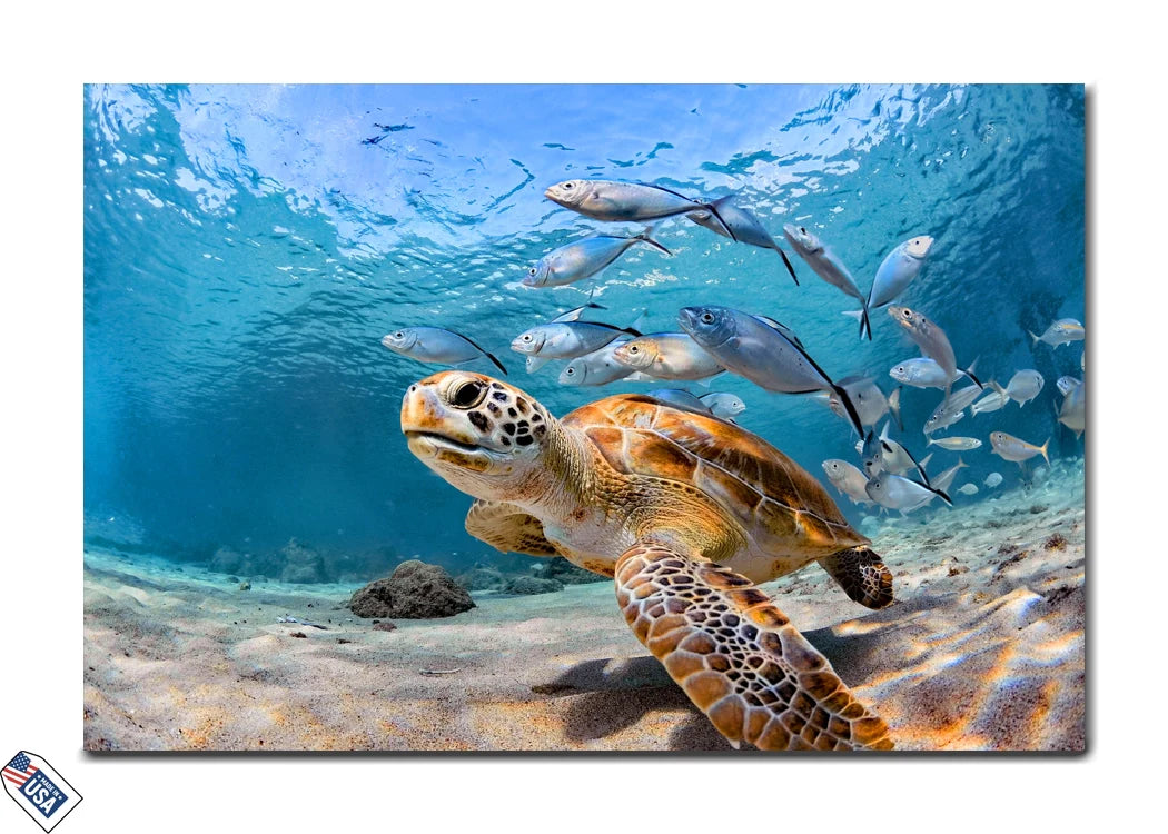 Marine Majesty - Graceful Sea Turtle Wall Art