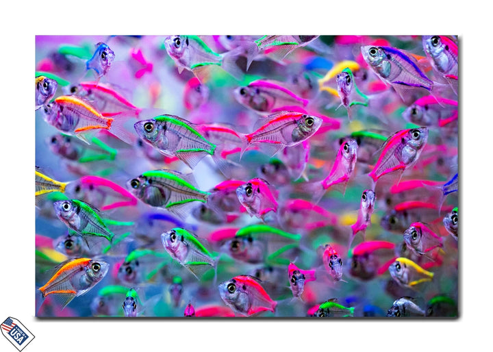 Neon Tetras Wonderland - Vibrant Tropical Fish Wall Art