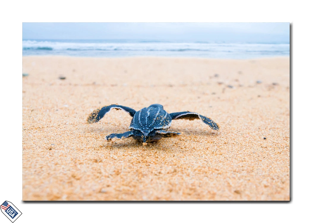 Leatherback Sea Turtle Hatchling - Inspiring Wall Art