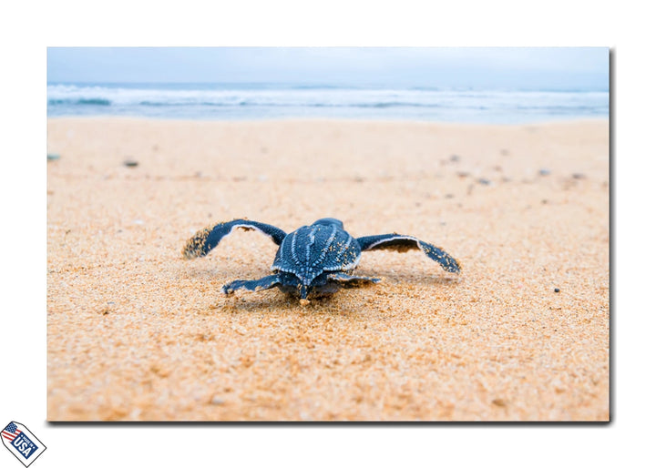 Leatherback Sea Turtle Hatchling - Inspiring Wall Art