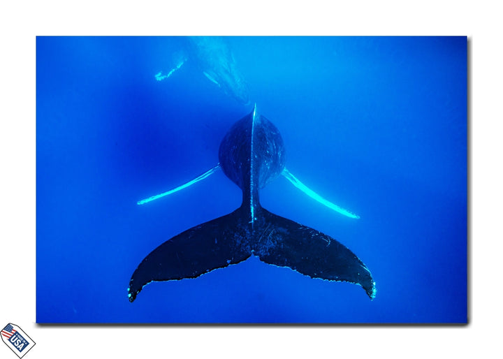 Majestic Whale Tail - Captivating Oceanic Wall Art