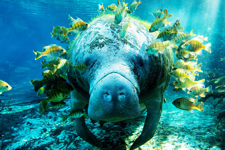 Gentle Giant Manatee - Underwater Serenity Wall Art
