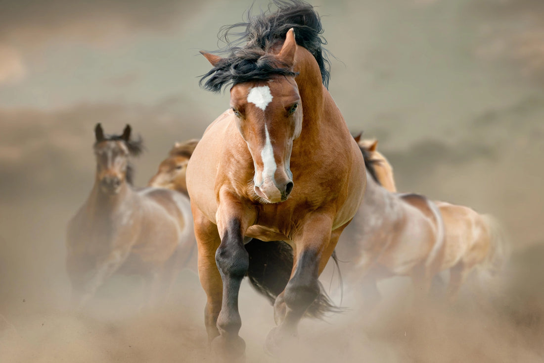Galloping Majesty - The Power of Freedom