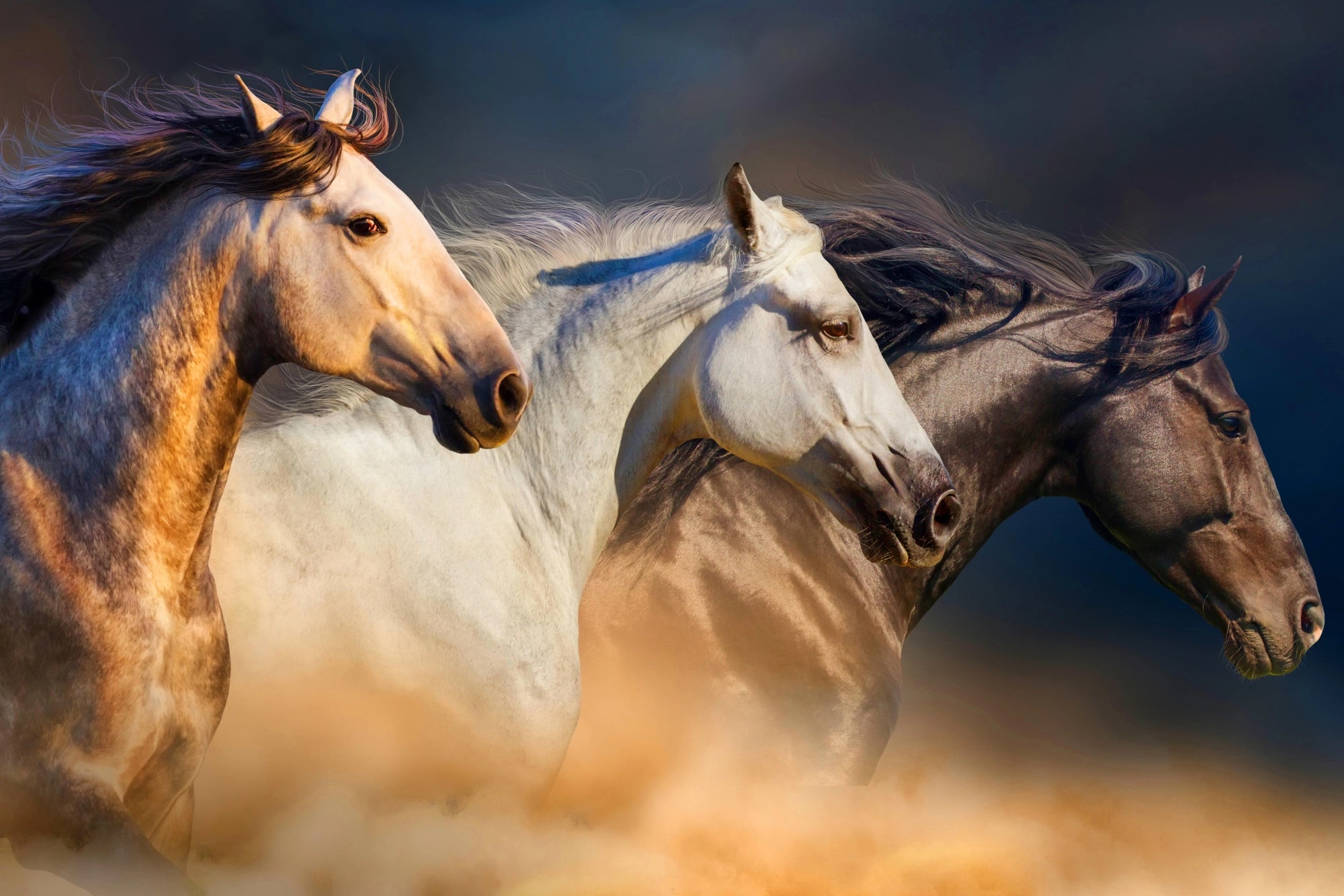 Galloping Grace - Trio of Freedom