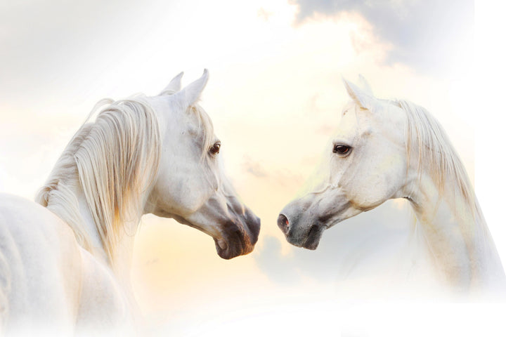 Ethereal Connection - Grace of White Horses