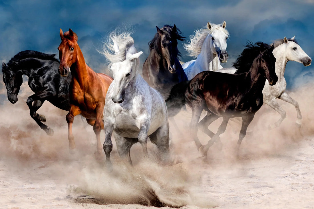 Majestic Gallop - The Spirit of Freedom