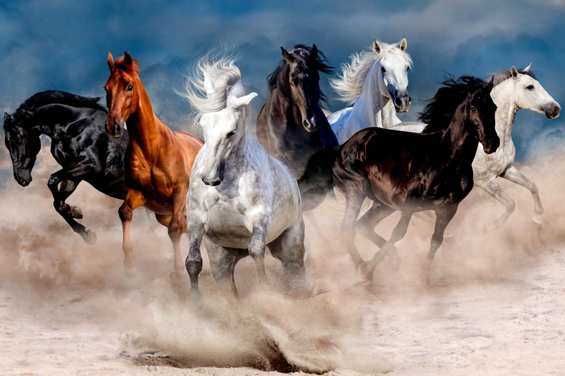 Majestic Gallop - The Spirit of Freedom