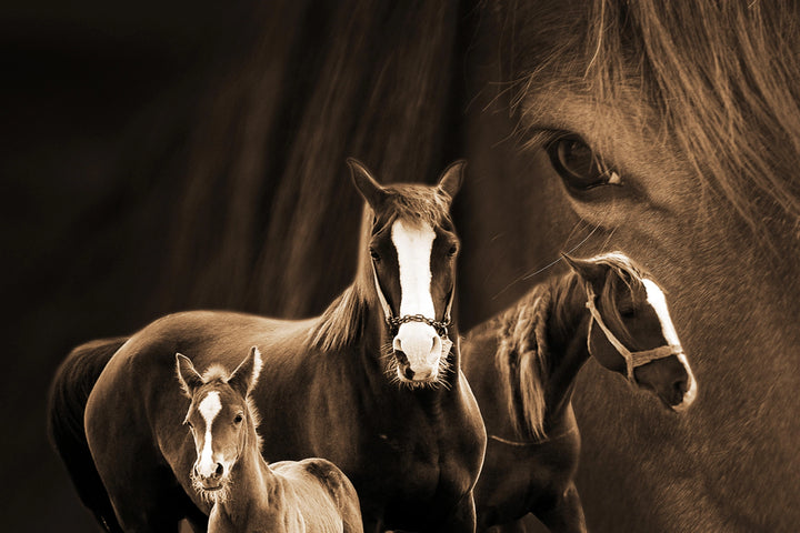 Equine Harmony - A Family's Bond