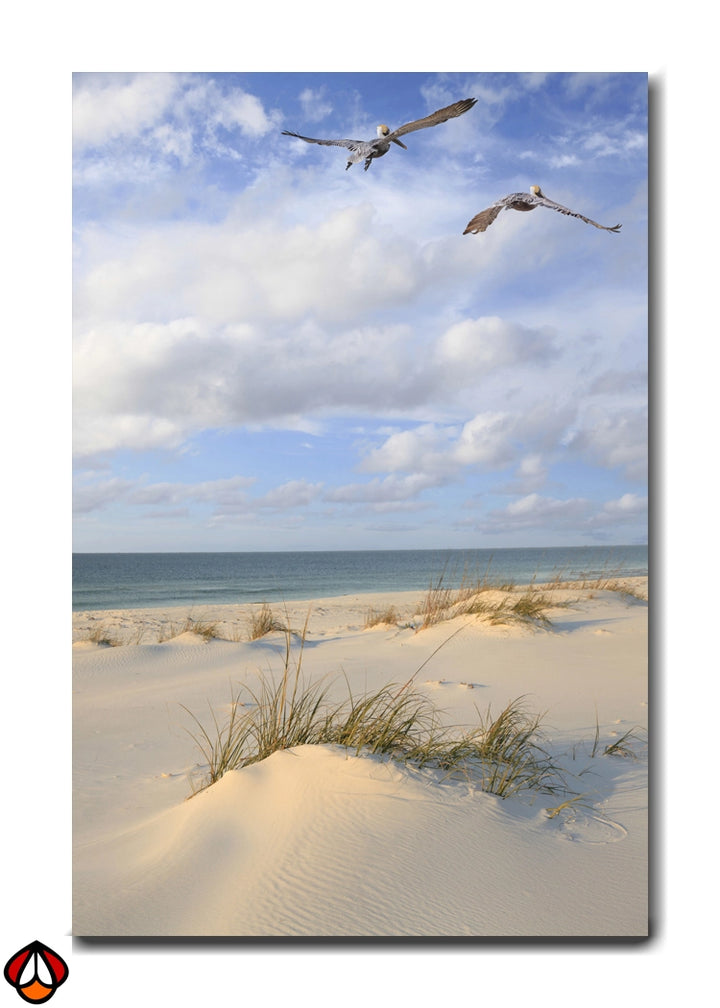 Soaring Over the Sand - Beach Birds Wall Art