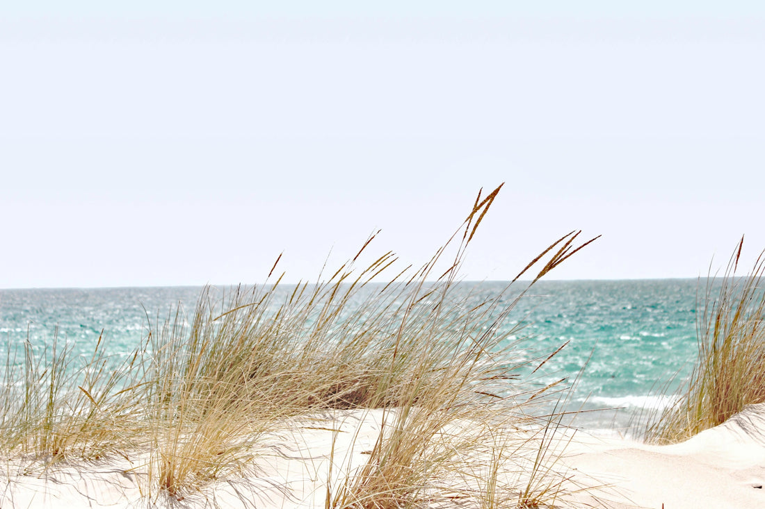 Gentle Breeze - Beach Grass and Ocean Waves