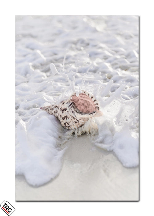 Seashell in the Surf - Premium Wall Art