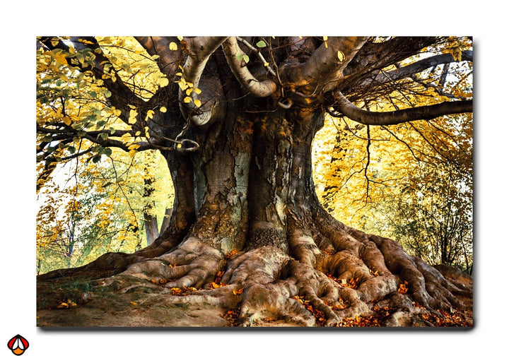 Majestic Autumn Roots - Enchanted Tree Wall Art