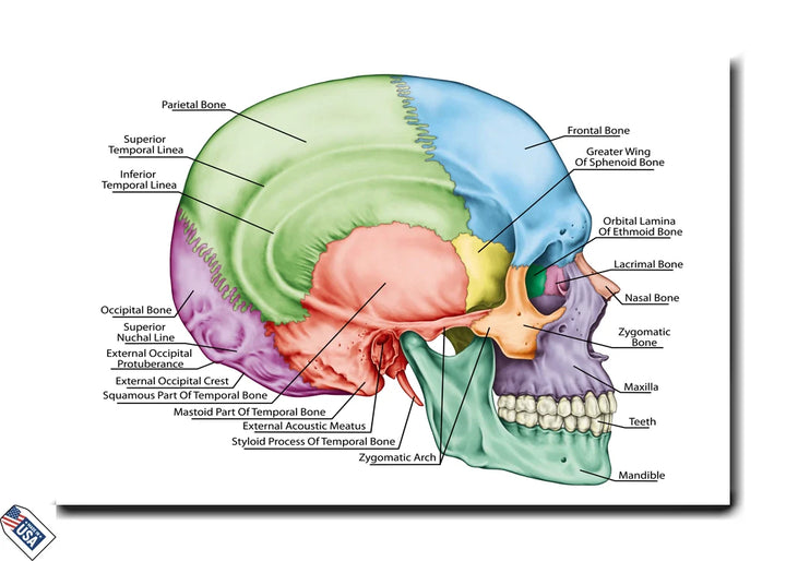Human Skull Anatomy - Educational Wall Art