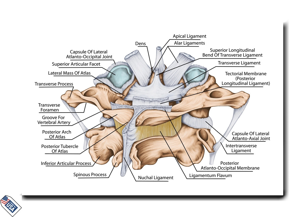 Cervical Spine Ligaments and Joints - Educational Wall Art