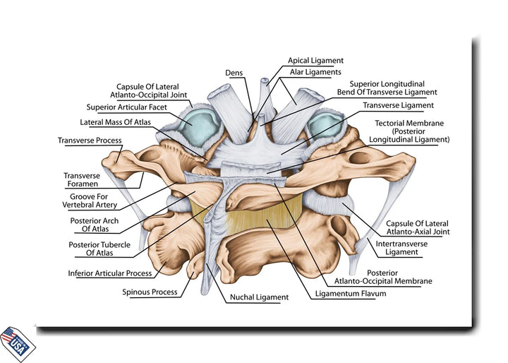 Cervical Spine Ligaments and Joints - Educational Wall Art